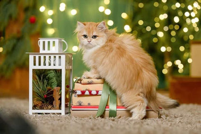 British Longhair