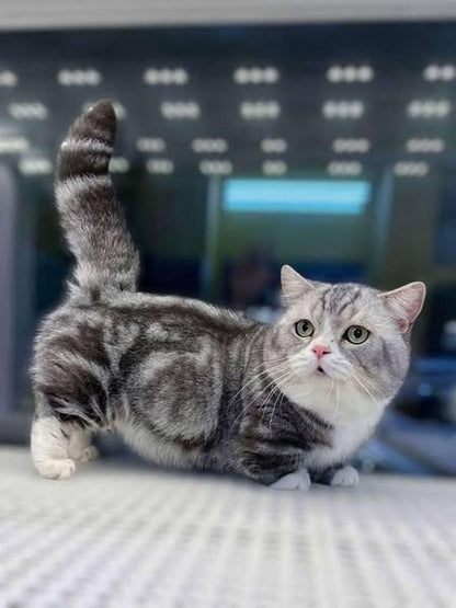 Munchkin