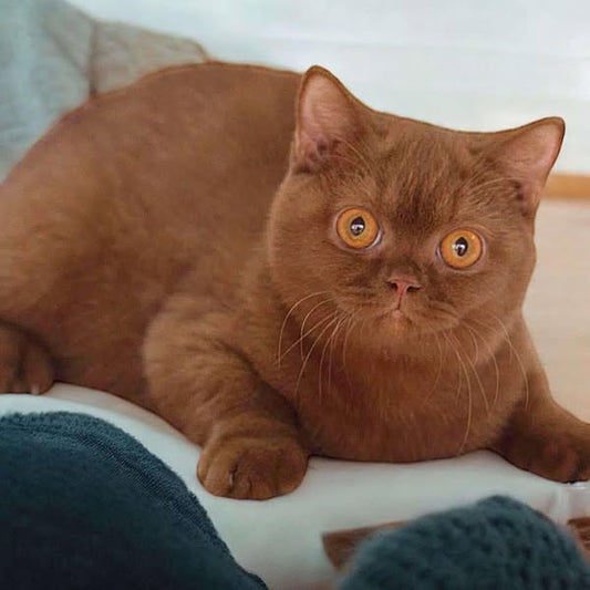 British Shorthair