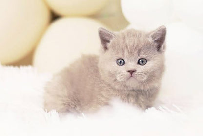 British Shorthair