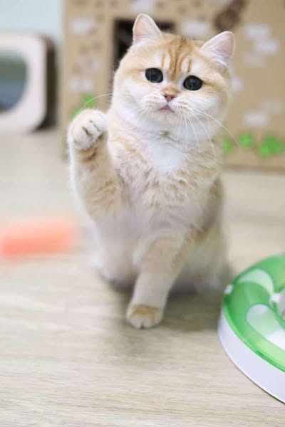 British Shorthair