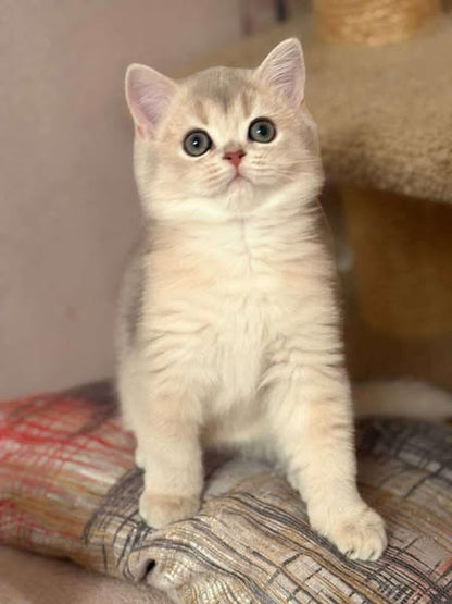 British Shorthair