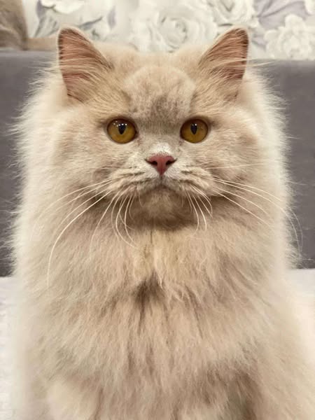 British Longhair