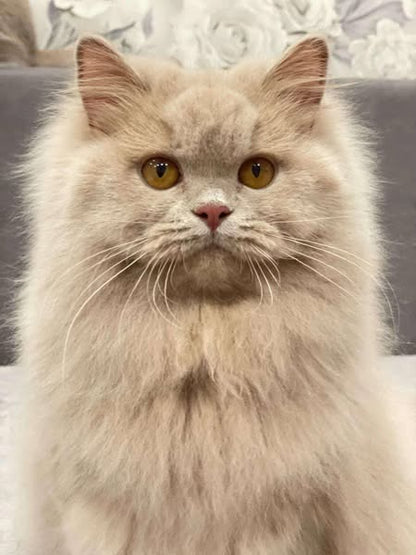 British Longhair