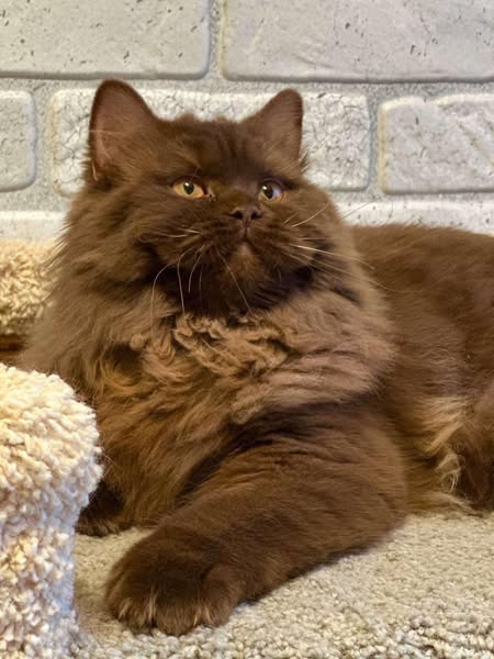 British Longhair