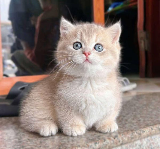 Munchkin