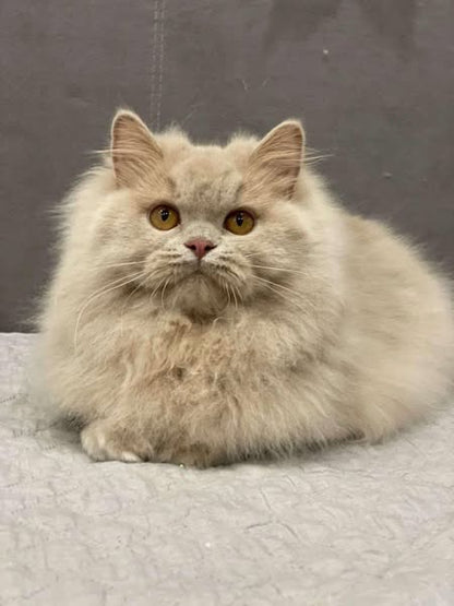 British Longhair