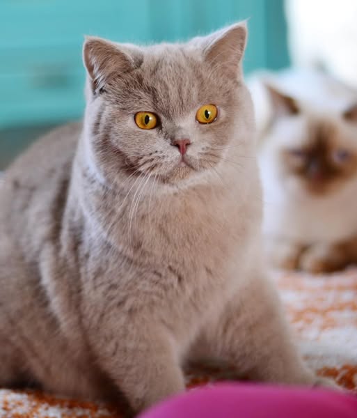 British Shorthair