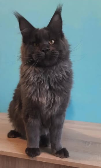 Maine Coon