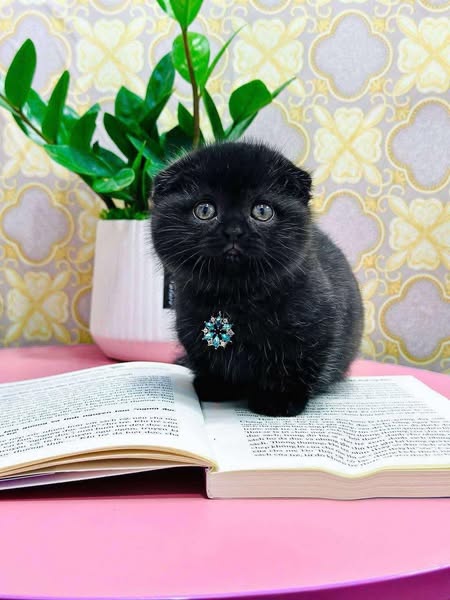 Munchkin Fold