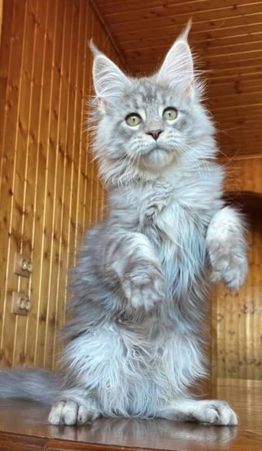 Maine Coon
