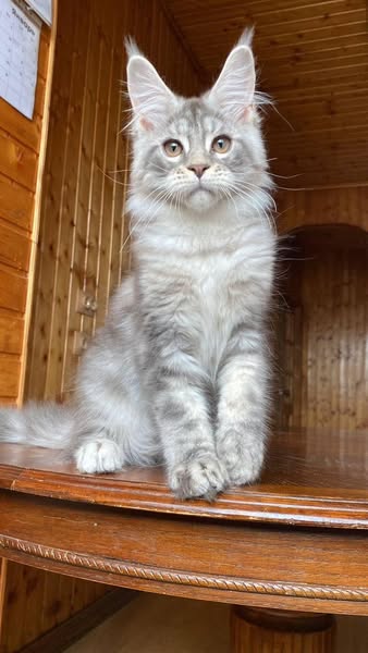 Maine Coon
