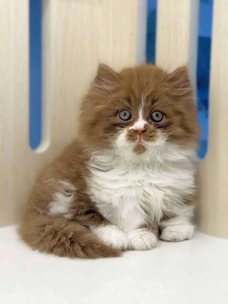 Munchkin Longhair
