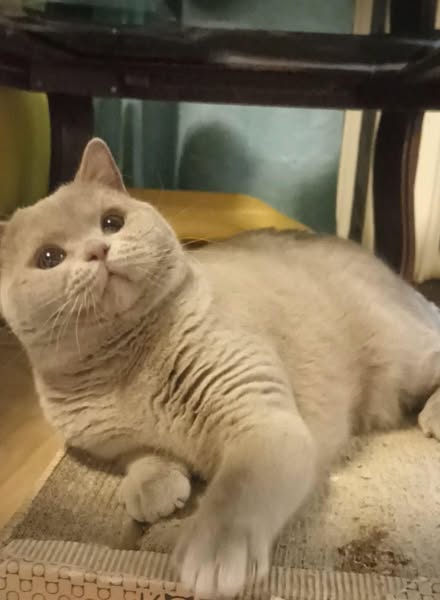 British Shorthair