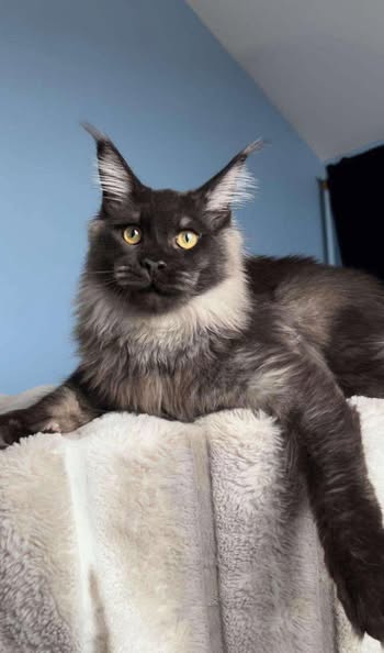 Maine Coon
