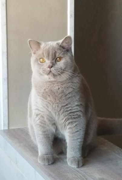 British Shorthair
