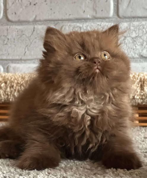 British Longhair