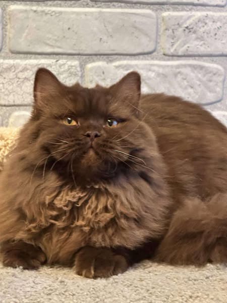 British Longhair