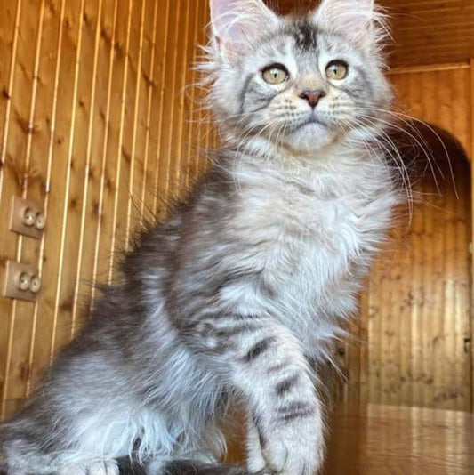 Maine Coon