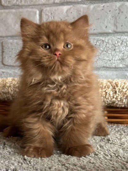 British Longhair