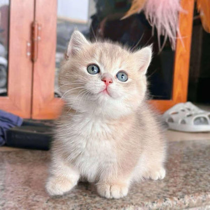 Munchkin