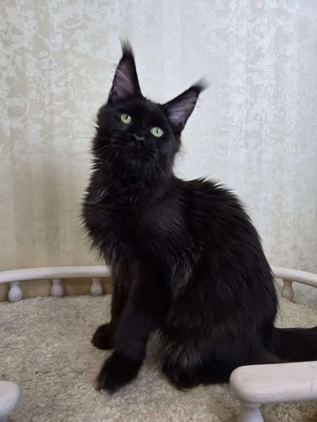 Maine Coon