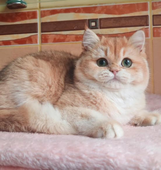 British Shorthair