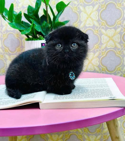 Munchkin Fold