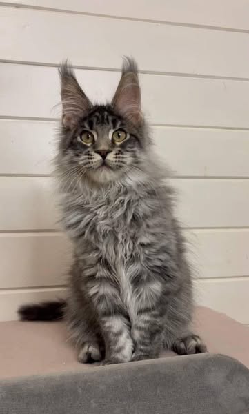 Maine Coon