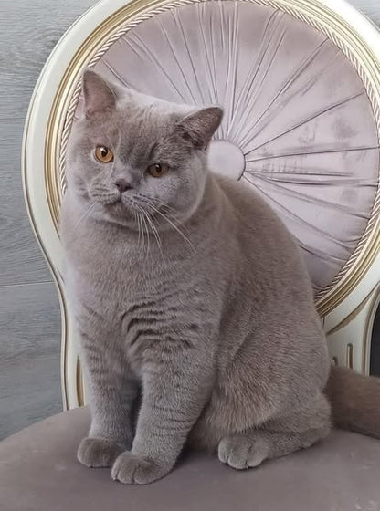 British Shorthair