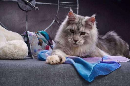 Maine Coon