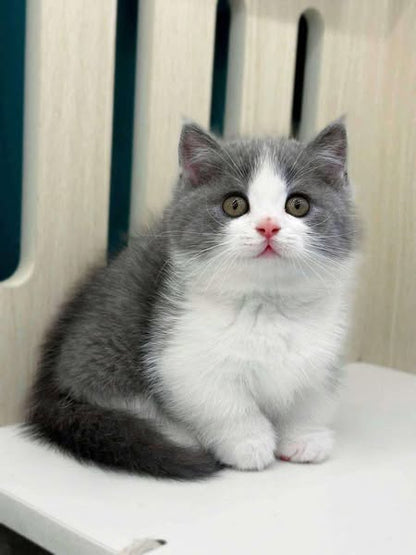 Munchkin
