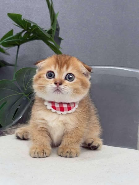 Munchkin Fold
