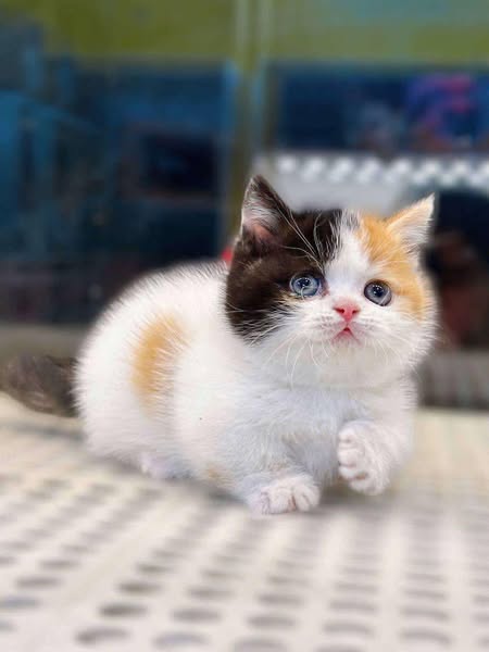Munchkin