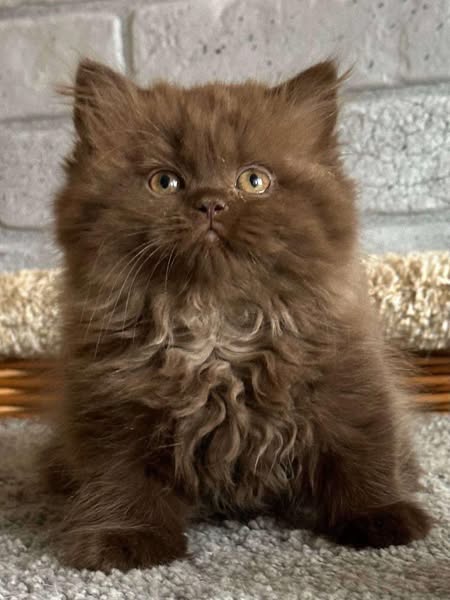 British Longhair