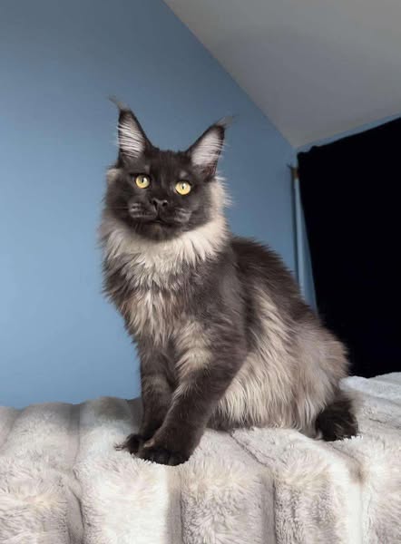 Maine Coon