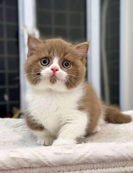 Munchkin