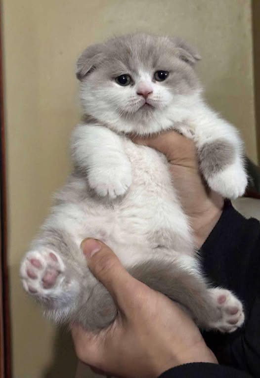Munchkin Fold
