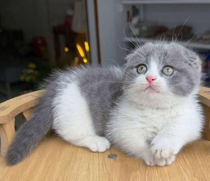Munchkin Longhair