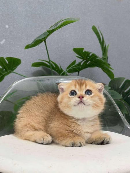 Munchkin Fold