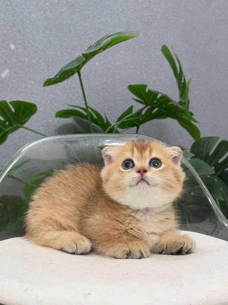 Munchkin Fold