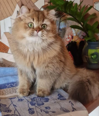 British Shorthair