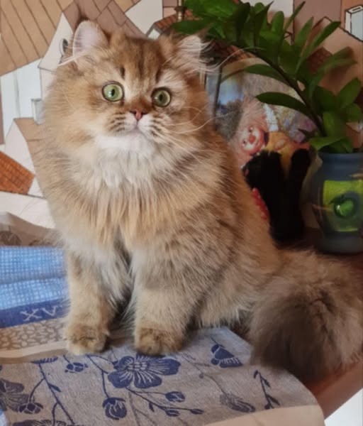 British Shorthair