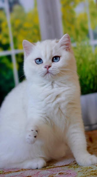British Shorthair