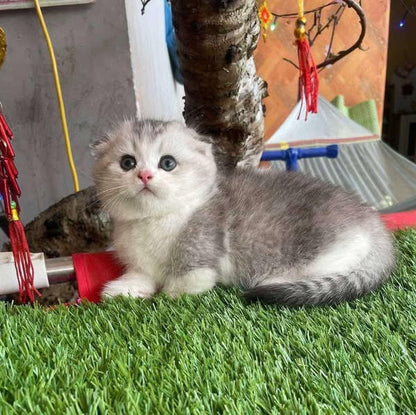 Munchkin Fold