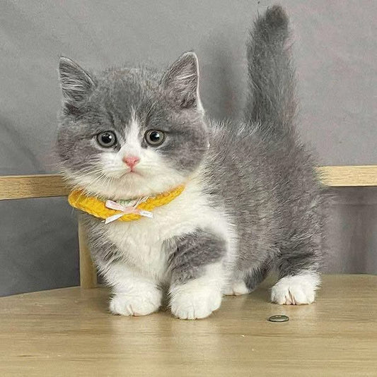 Munchkin