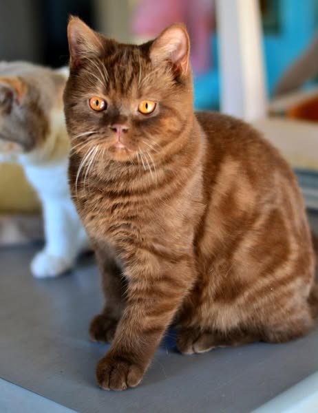 British Shorthair