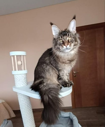 Maine Coon