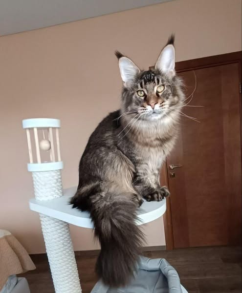 Maine Coon