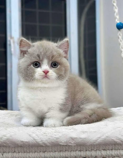Munchkin